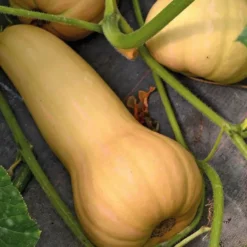 Courge Longue De Nice Bio. Le pot de 10,5 cm