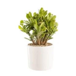 Crassula argentea en pot blanc émaillé H 10 x Ø 20 cm