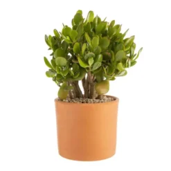Crassula argentea en pot terre cuite H 10 x Ø 20 cm