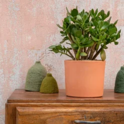 Crassula argentea en pot terre cuite H 10 x Ø 20 cm