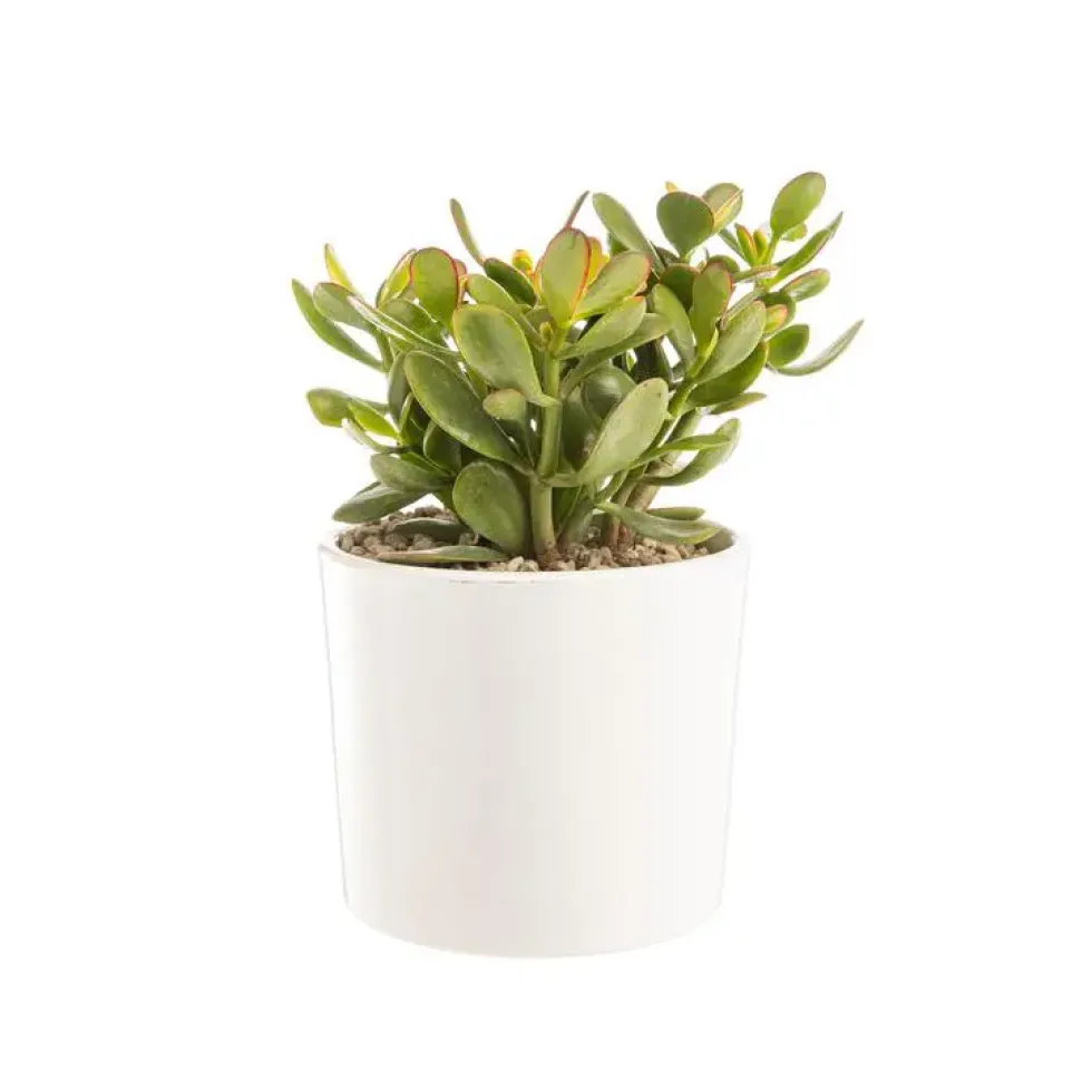 Crassula sunset en pot blanc émaillé H 10 x Ø 20 cm