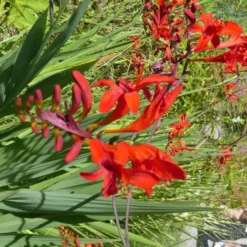 Crocosmia - Le pot de 5 litres