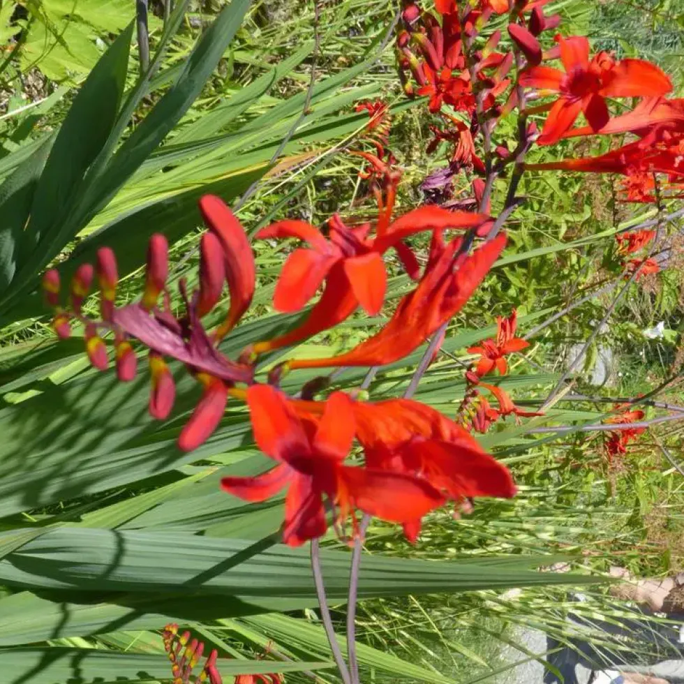 Crocosmia - Le pot de 5 litres