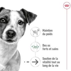 Croquettes pour chien senior de petite taille Royal Canin Mini Ageing 12+ - 3,5 kg