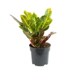 Croton Excellent pot Ø12 cm/ H50 cm