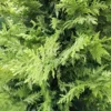 Cupressocyparis Leylandii Castlewellan Gold (Cyprès de Leyland) bonsaï jaune
