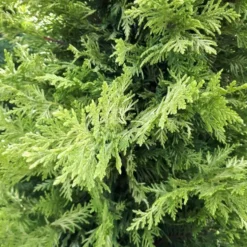 Cupressocyparis Leylandii Castlewellan Gold (Cyprès de Leyland) bonsaï jaune