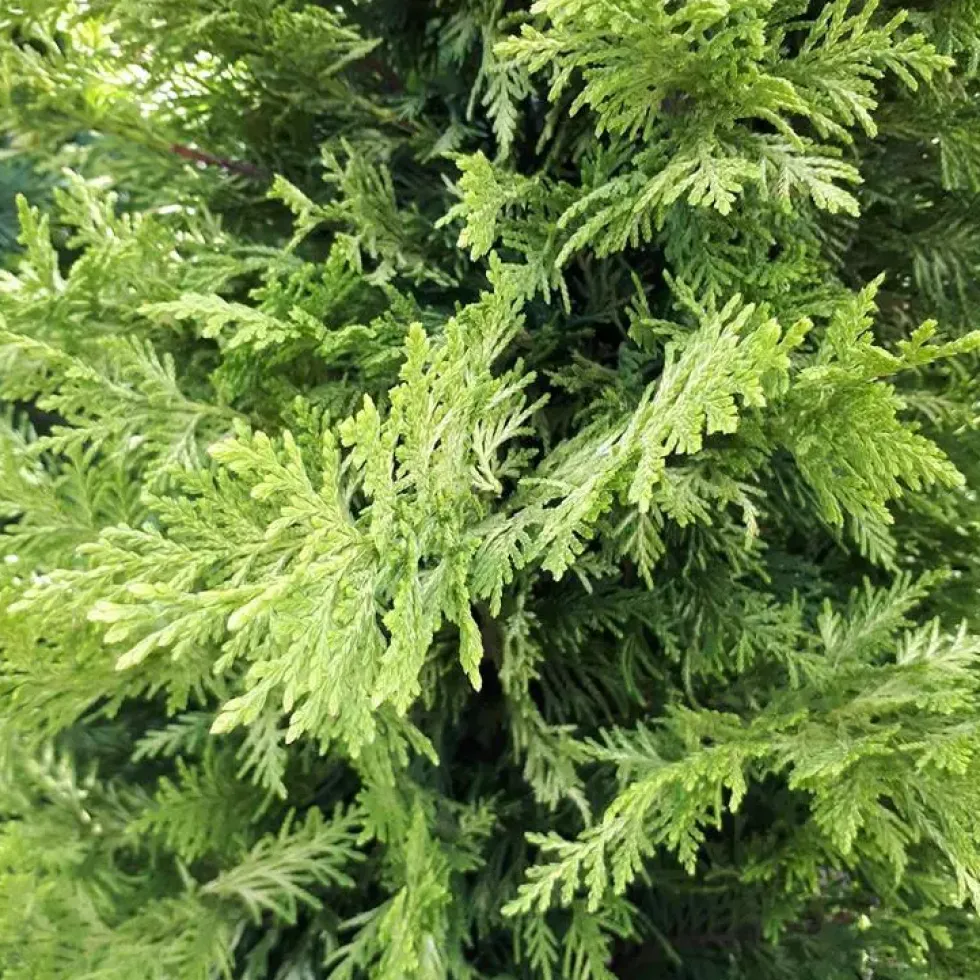 Cupressocyparis Leylandii Castlewellan Gold (Cyprès de Leyland) bonsaï jaune