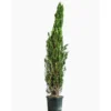 Cupressus Sempervirens Totem (Cyprès d'Italie) 100/125 en pot de 10 L vert