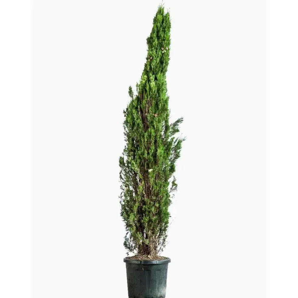 Cupressus Sempervirens Totem (Cyprès d'Italie) 100/125 en pot de 10 L vert
