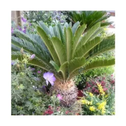Cycas Revoluta vert. Le pot de 3 litres