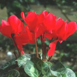 Cyclamen à grandes fleurs - La coupe de 30 cm