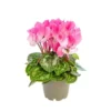Cyclamen plante baby Ø 5,5/6 cm