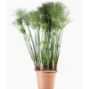 Cyperus Papyrus Nana (Souchet à papier nain) 30/40 en pot de 5 L vert