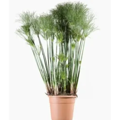 Cyperus Papyrus Nana (Souchet à papier nain) 30/40 en pot de 5 L vert