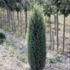 Cyprès Cupressus Sempervirens Pyramidalis 125/150 cm en pot de 15 L