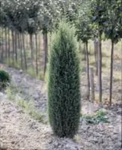 Cyprès Cupressus Sempervirens Pyramidalis 125/150 cm en pot de 15 L