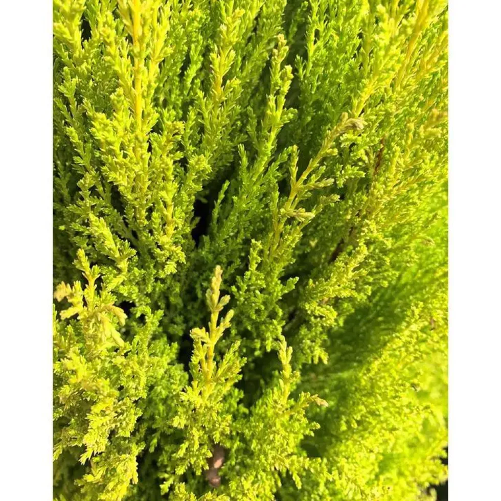 Cyprès de Monterey ou de Lambert 40/50. Le pot de 3 litres