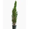 Cyprès Totem vert. Le pot de 25 litres, 175/200 cm forme totem