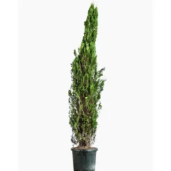 Cyprès Totem vert. Le pot de 25 litres, 175/200 cm forme totem