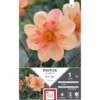 Dahlia collerette haut Pale Tiger orange pale Ernest Turc - 1 bulbe
