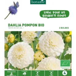 Dahlia décoratif Ball White Aster bio blanc rose botanic® - 2 bulbes