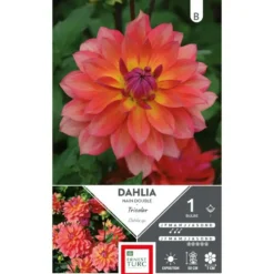 Dahlia décoratif rose/ jaune/ violet Ernest Turc tricolore - 1 bulbe