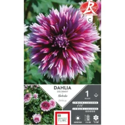 Dahlia dentelle Nabuko violet pointe blanc Ernest Turc - 1 bulbe