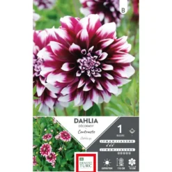 Dahlia à fleurs géantes contrastées. Le bulbe