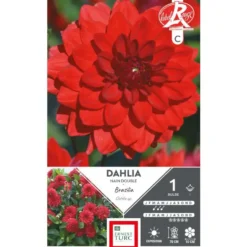 Dahlia nain double Brasilia rouge vif Ernest Turc - 1 bulbe