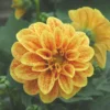 Dahlia nain à fleurs multicolores - Le pot Ø 14 cm