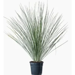 Dasylirion Longissimum en pot de 9 L vert