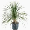Dasylirion Longissimum en pot de 25 L vert