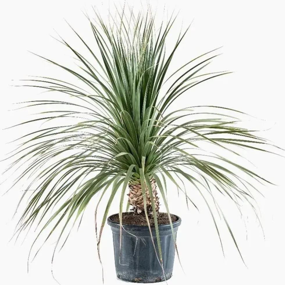 Dasylirion Longissimum en pot de 25 L vert