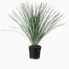 Dasylirion Serratifolium en pot de 25 L vert