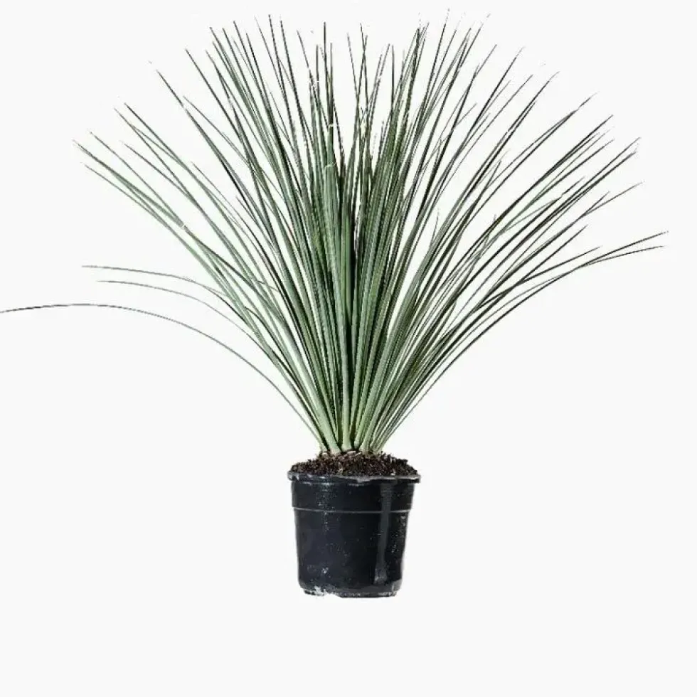 Dasylirion Serratifolium en pot de 25 L vert