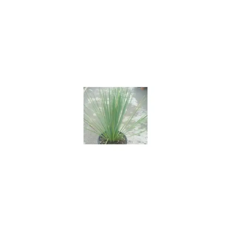 Dasylirion Serratifolium vert en pot de 30 L