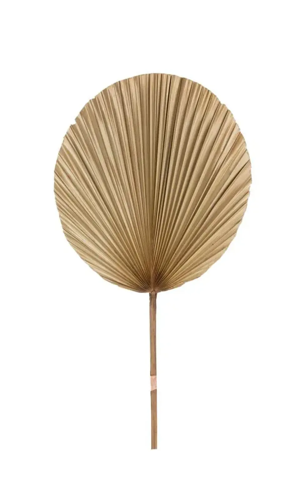 Décoration feuille ronde coloris beige en feuille de palmier - 35 x 60 cm