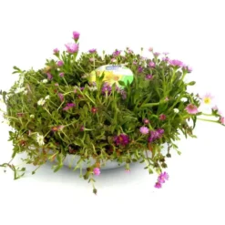 Delosperma Cooperi - La coupe de 27 cm