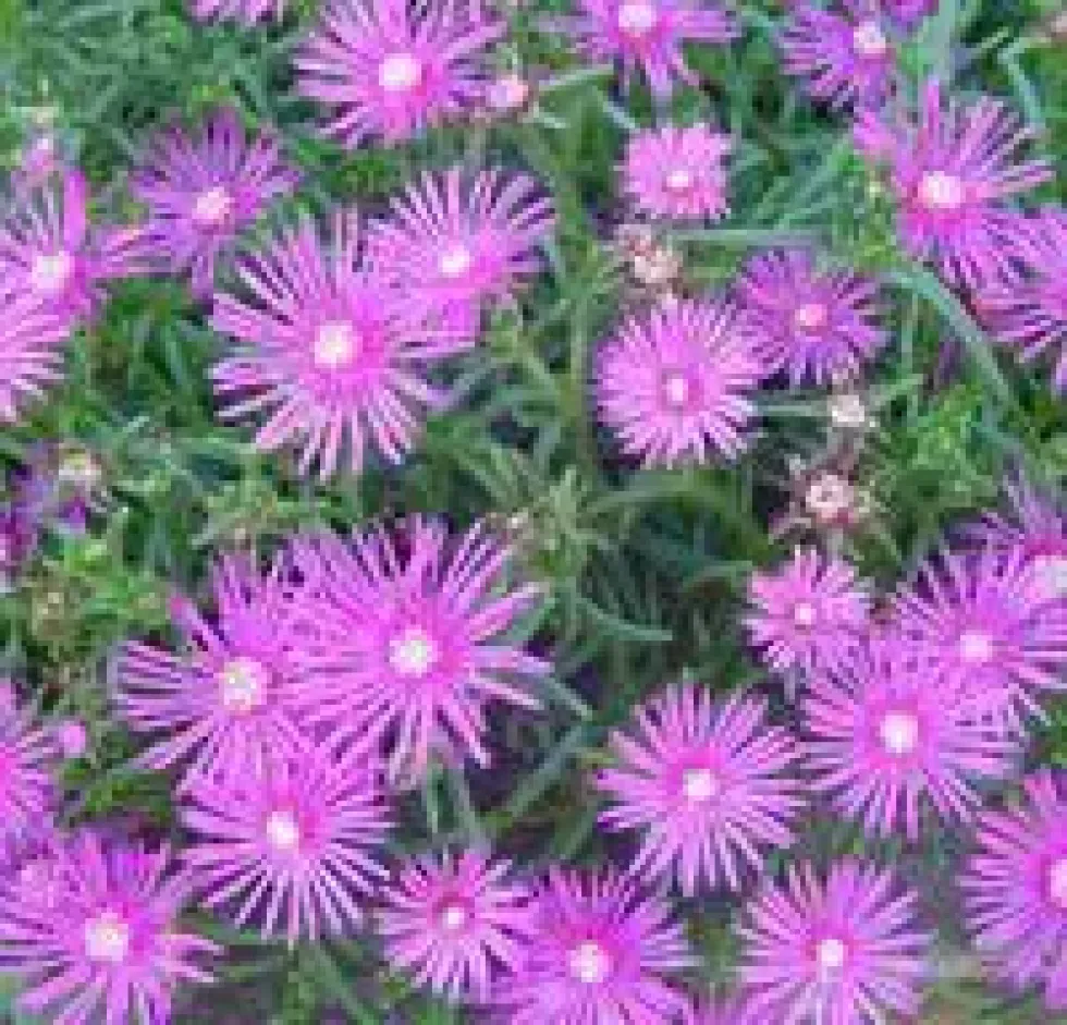 Delosperma Cooperi - Le pot de 1 litre