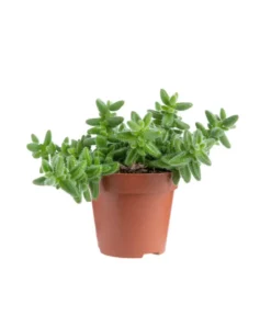 Delosperma echinatum (pickle plant). Le pot Ø 12 cm