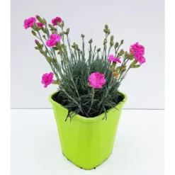 Dianthus Sensation Tickled Pink - Le pot de 4 litres