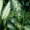 Dieffenbachia Tropic Snow pot Ø24xH100 cm