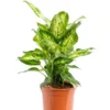 Dieffenbachia vert. Le pot Ø 19 cm