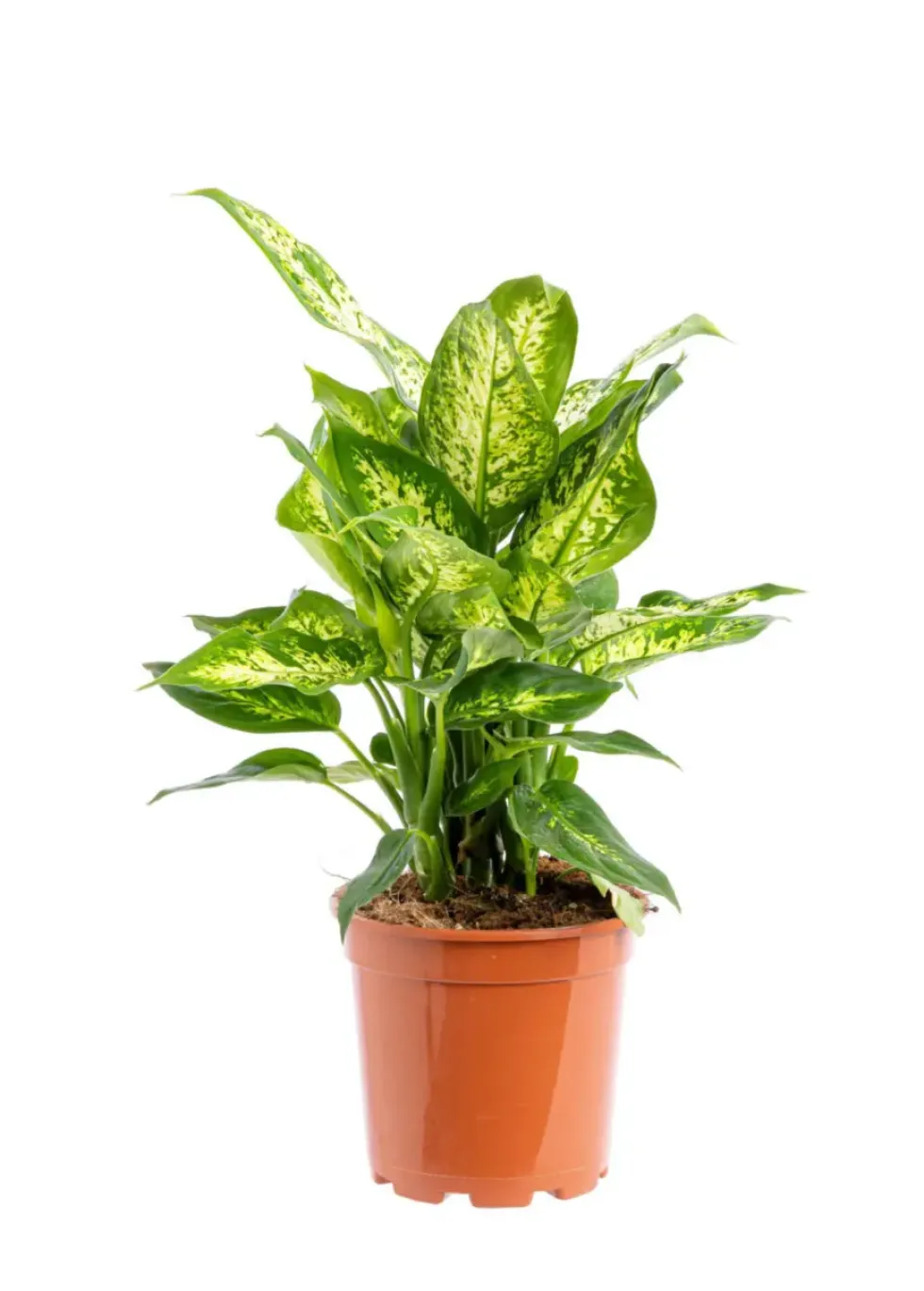 Dieffenbachia vert. Le pot Ø 19 cm