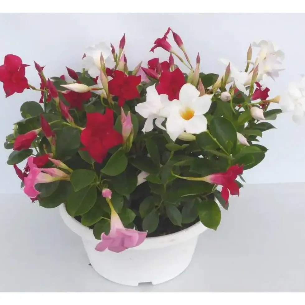 Dipladenia Duo - La coupe de 23 cm