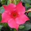 Dipladenia Hybride - La jardinière