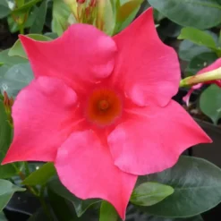 Dipladenia Hybride - La jardinière