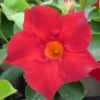 Dipladenia Hybride Tricolore - Le pot de 1 litre