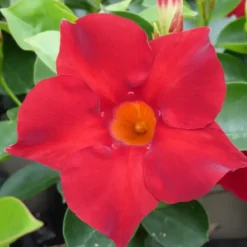 Dipladenia Hybride Tricolore - Le pot de 1 litre